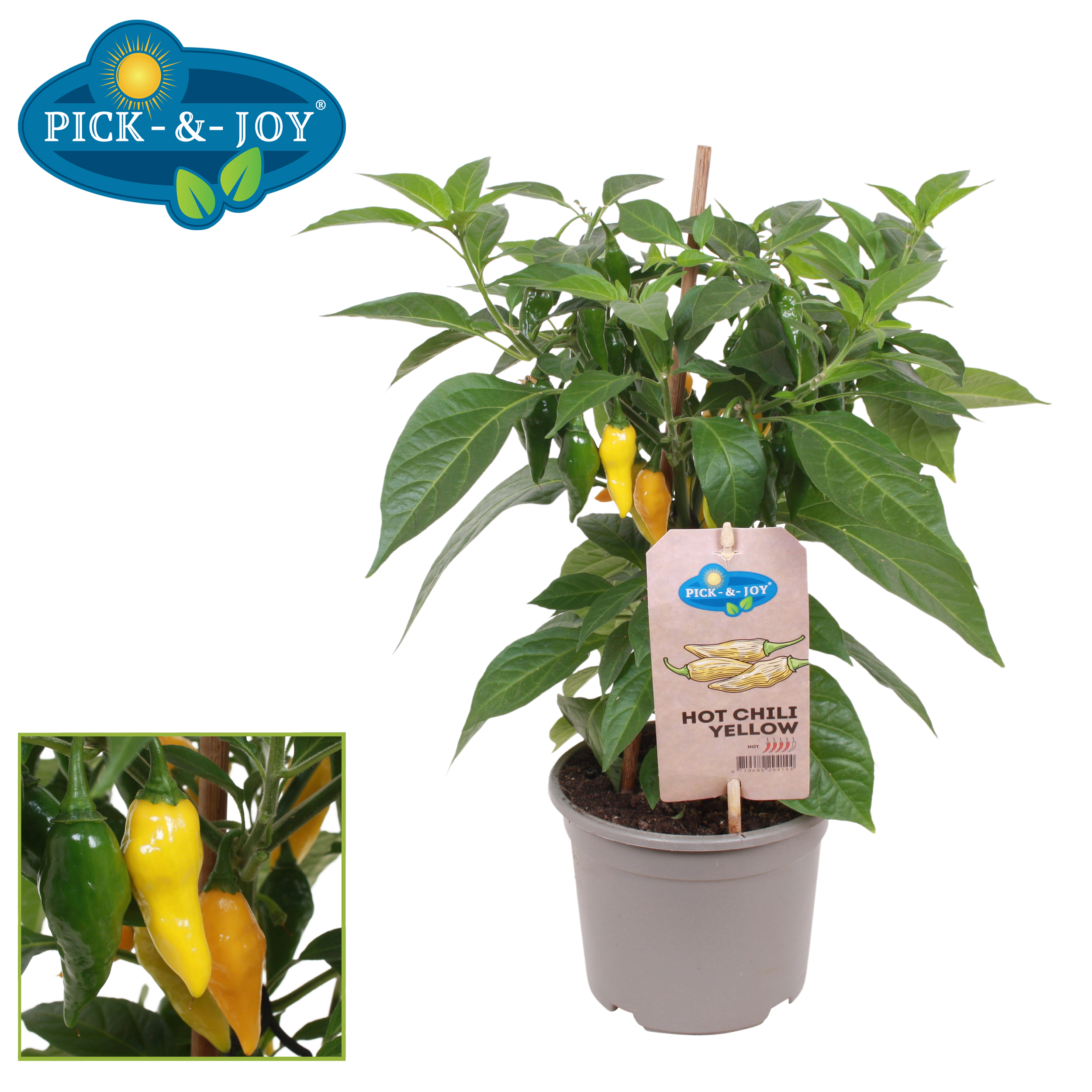 Hot Chili Yellow Vreugdenhil Young Plants