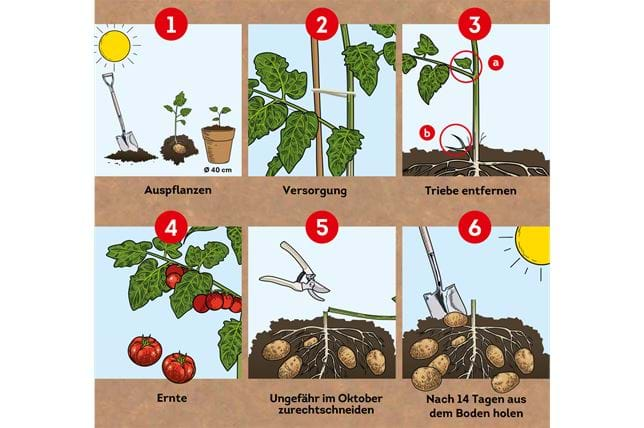 Tafelkaart stappenplan Potatom-DU, stap 1,2,3,4,5,6